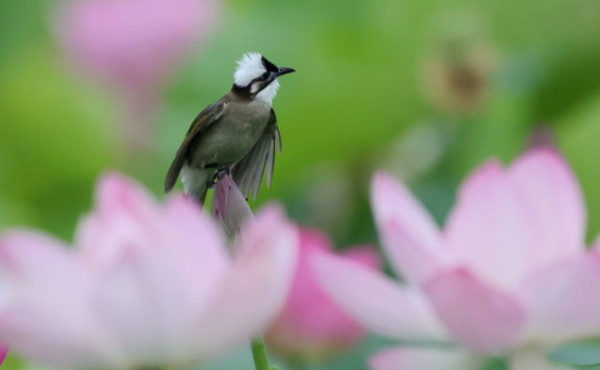 Cina, stretta sulla caccia illegale agli uccelli e i reati contro fauna selvatica