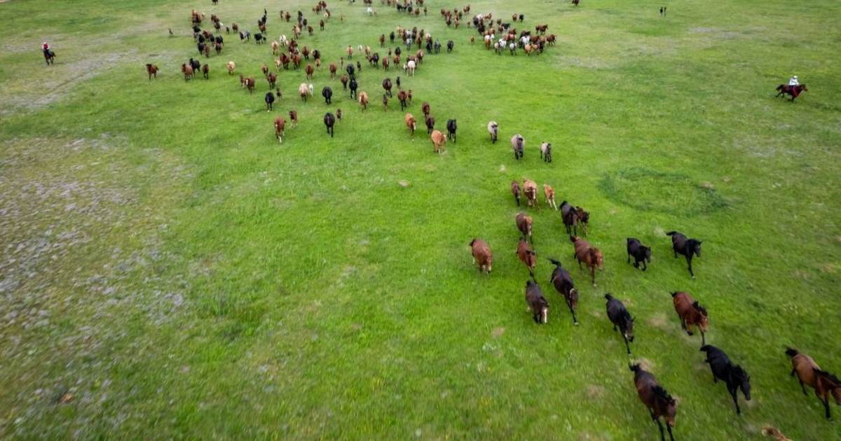 La Cina punta sulle sue praterie per migliorare l'ecosistema nazionale
