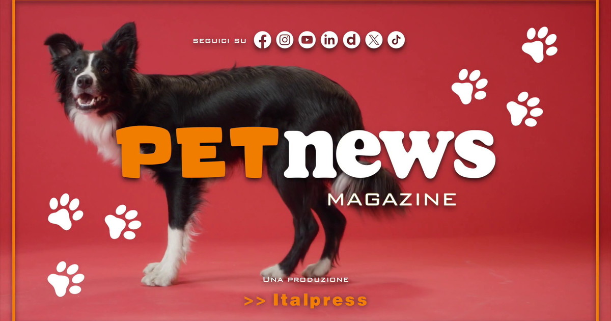 Persona che dorme accanto a un cane sul letto in ambiente domestico sereno