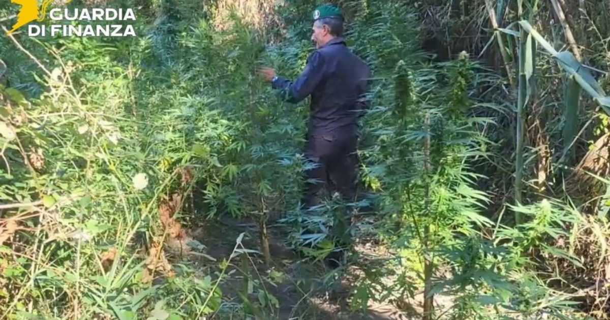 Catanzaro, scoperte due piantagioni di Canapa Indiana lungo il fiume Corace