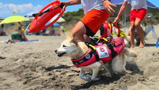 Sicurezza in mare, così i 70 cani-bagnino del Lazio salvano vite
