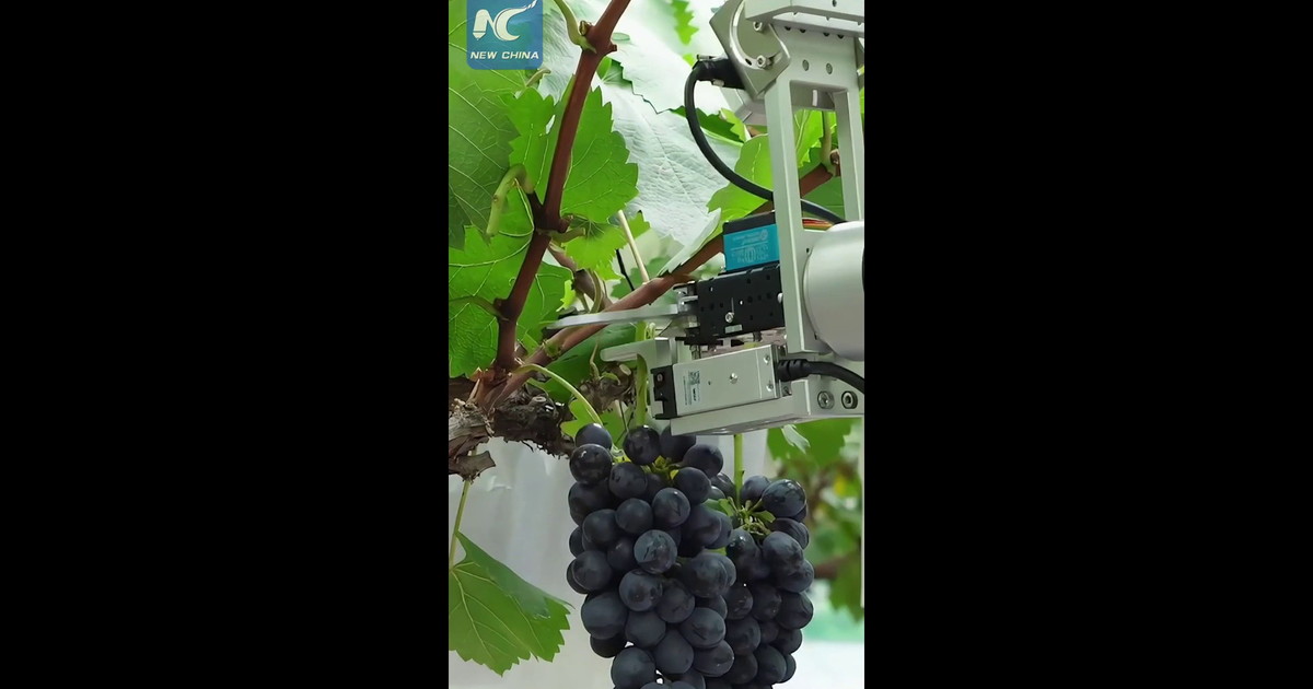 Cina, robot basati sull'IA rivoluzionano la viticoltura tradizionale