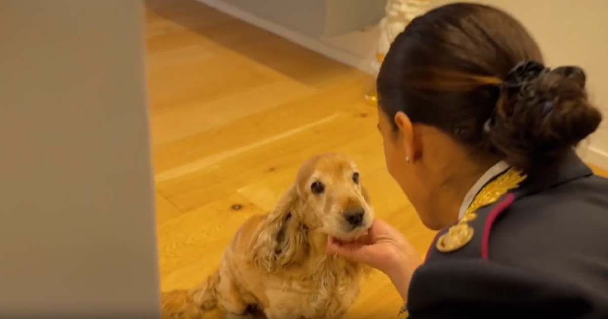 Polizia di Stato: nuovo spot contro l'abbandono degli animali durante il periodo estivo