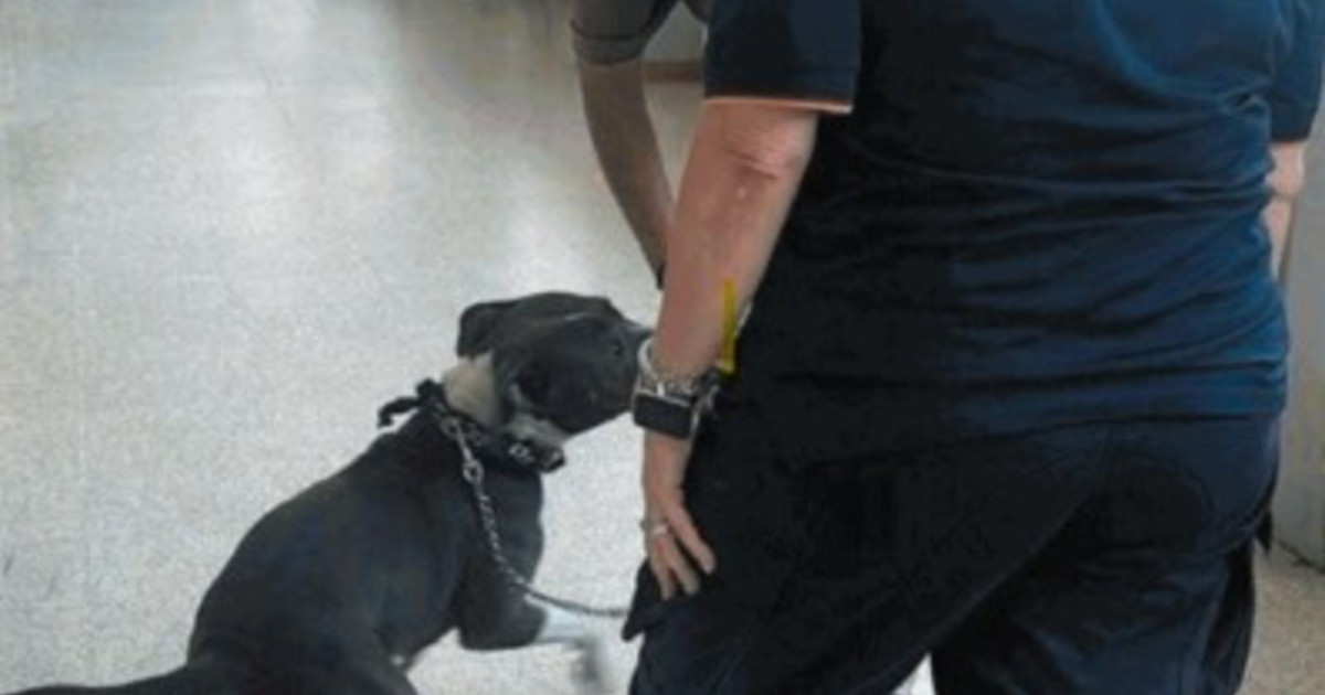 roma abbandonati in citt224 due cani al giorno da Iltempo.it roma abbandonati in citt224 due cani al giorno