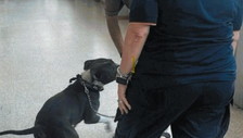 Roma, abbandonati in città due cani al giorno