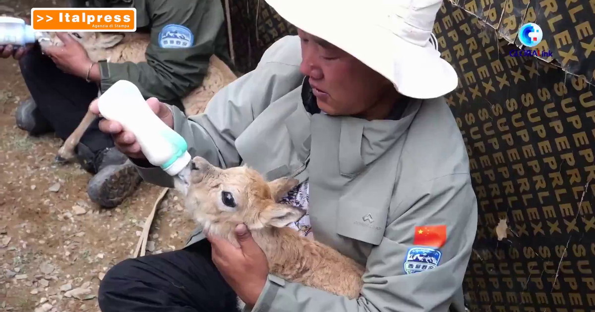 Cina, i ranger proteggono la fauna selvatica