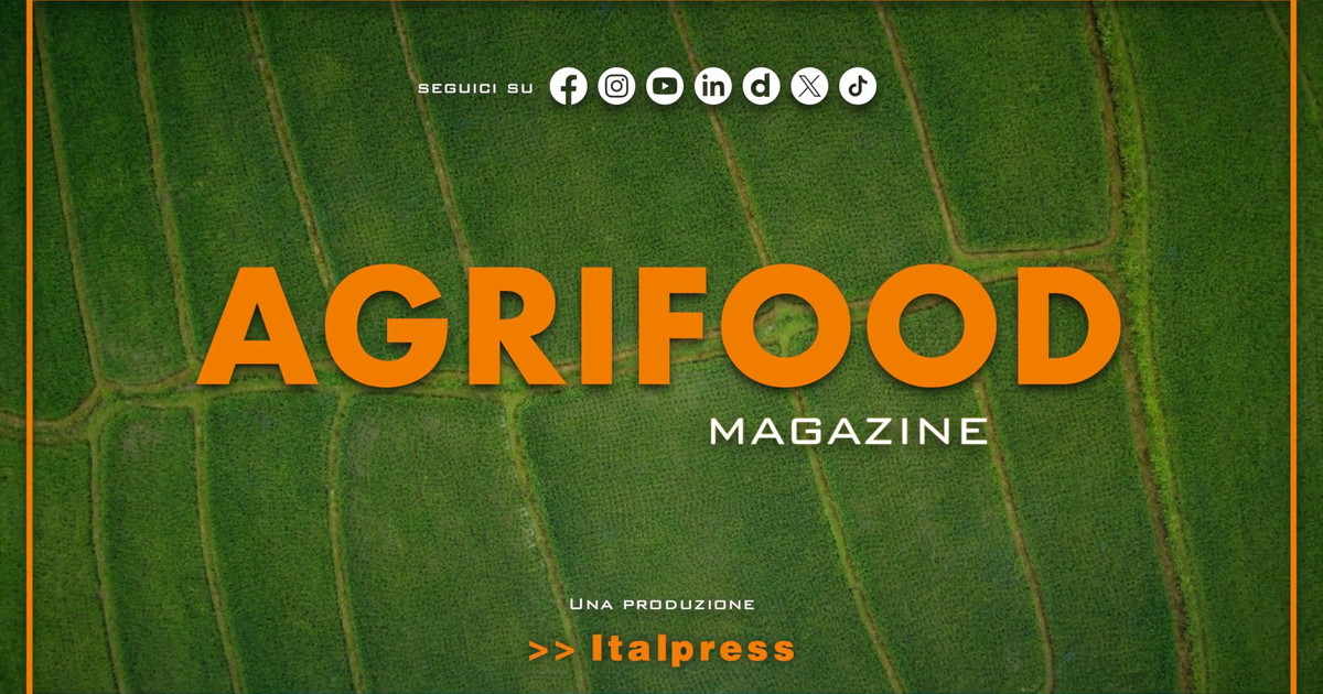 Agrifood Magazine - 5/8/2026