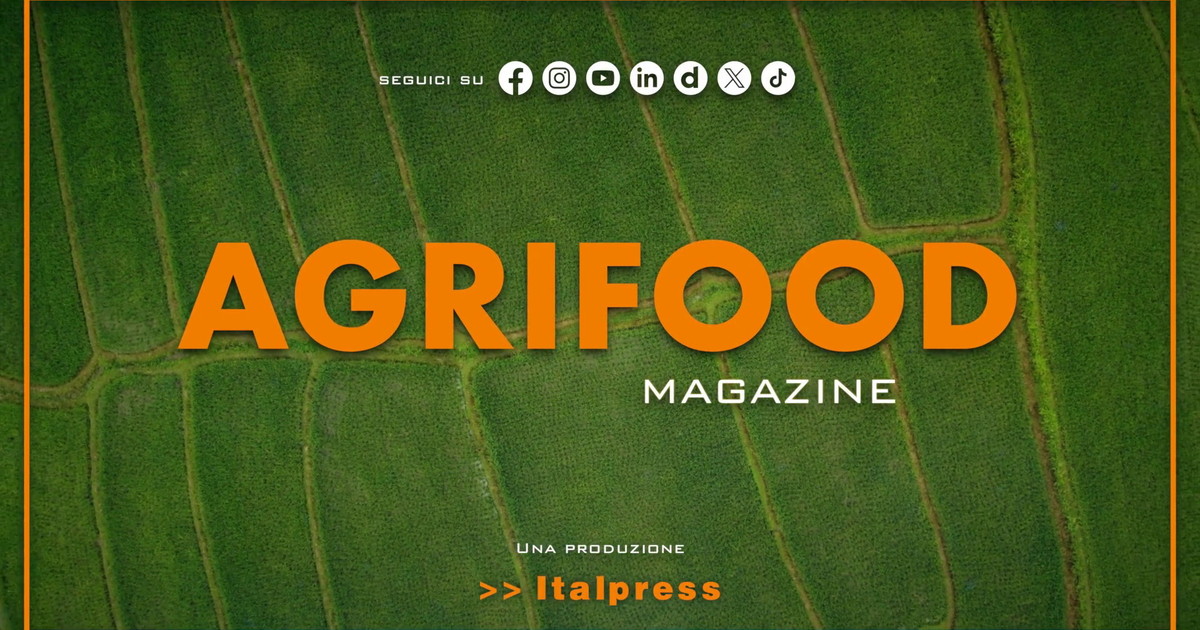 Agrifood Magazine - 12/8/2026