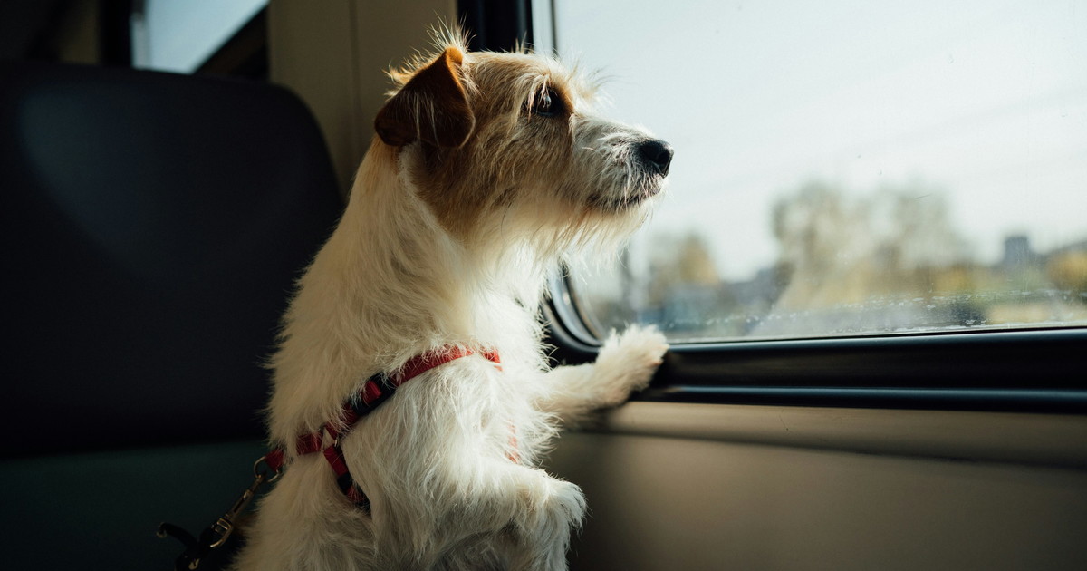 Giornata internazionale del cane: Bauking sguinzaglia il turismo