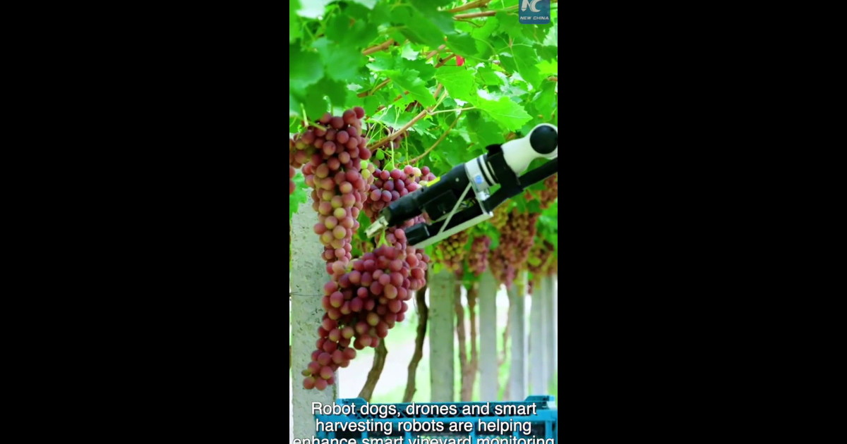 Cina, i robot partecipano alla vendemmia nello Xinjiang