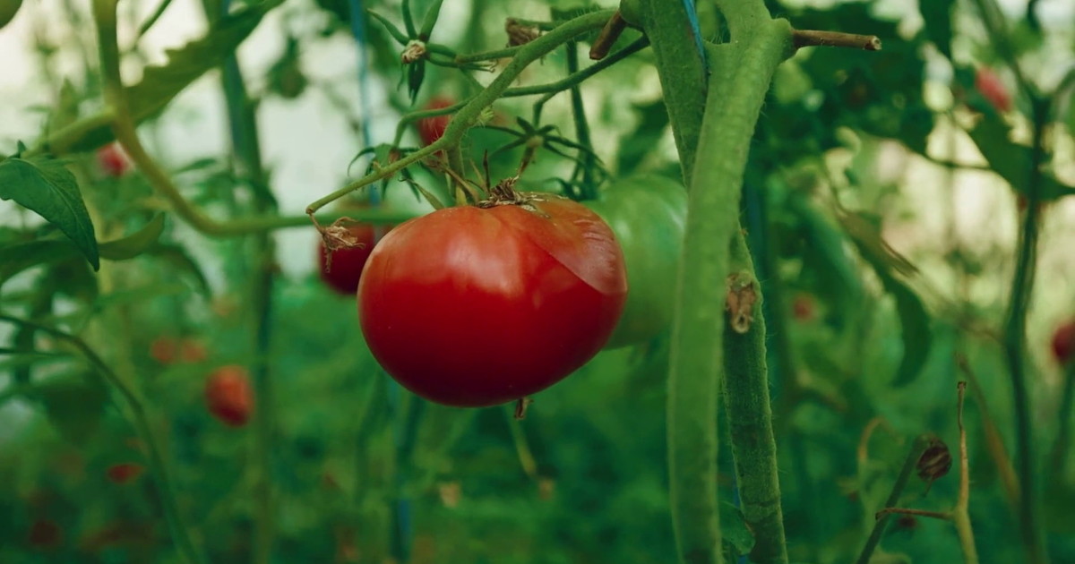 Pomodoro, il clima mette alla prova la raccolta