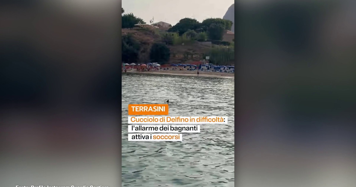 Cucciolo di delfino in difficoltà salvato dalla Guardia Costiera nel Palermitano