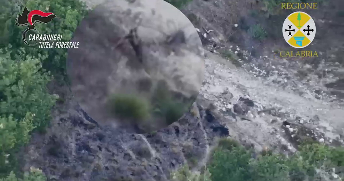 Appicca il fuoco al bosco nel vibonese, allevatore incastrato dal drone