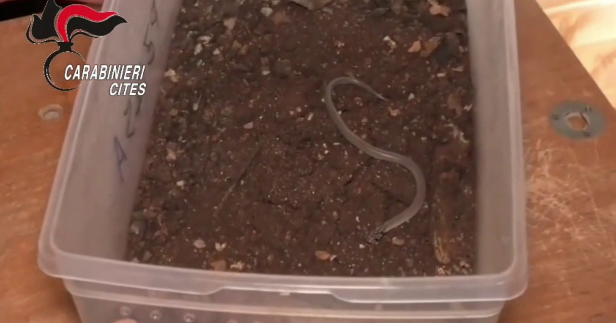 Trovato un piccolo serpente a bordo dell'aereo Lampedusa-Palermo, le immagini