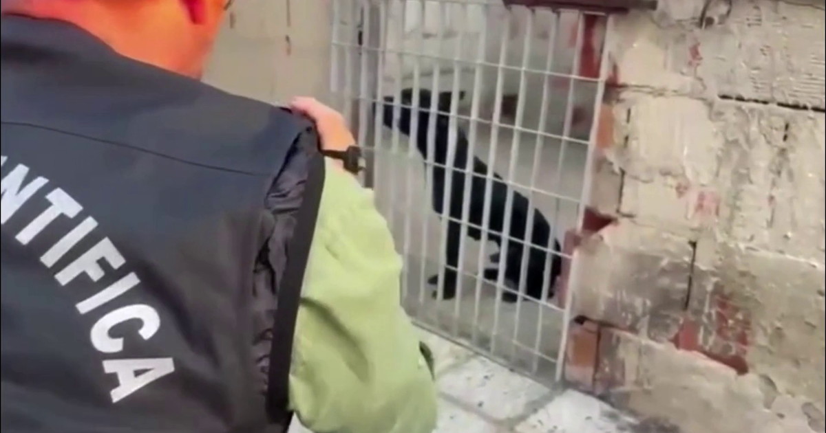 Blitz contro i combattimenti tra cani nel nisseno, sequestrati 13 pitbull