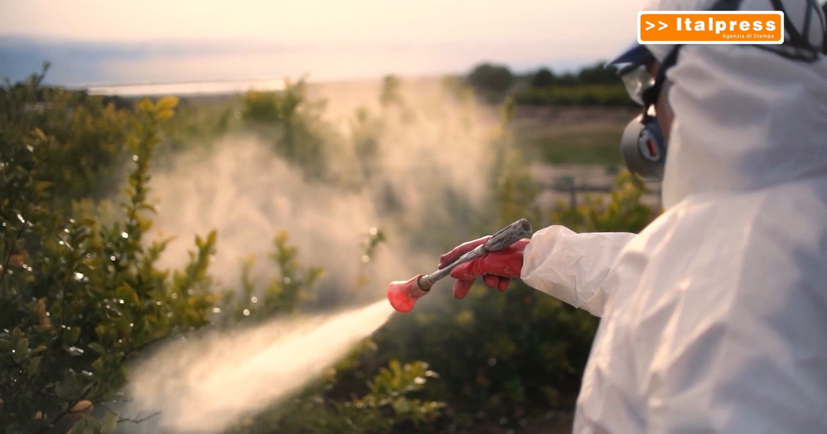 Pesticidi, allarme in Europa "A rischio salute e ambiente”
