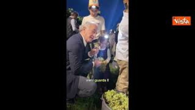 Vendemmia notturna per Zaia, raccoglie i grappoli d'uva in una vigna: 