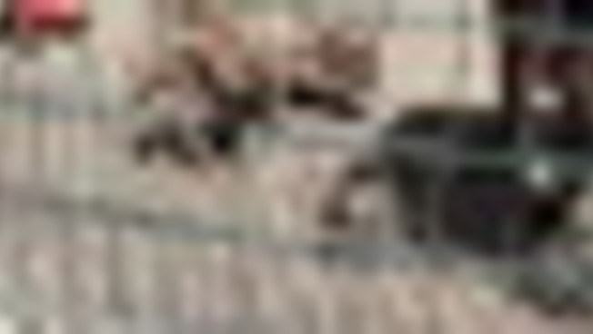 Parma, pitbull dopati per combattere: sequestri in diverse province