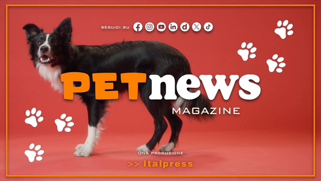 PetNews Magazine - 26/10/2026