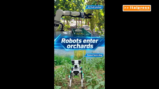Cina, robot dotato di IA e cane robot contribuiscono alla raccolta della frutta